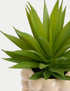 Marks & Spencer "Artificial Mini Air Plant in Bobble Ceramic Pot"